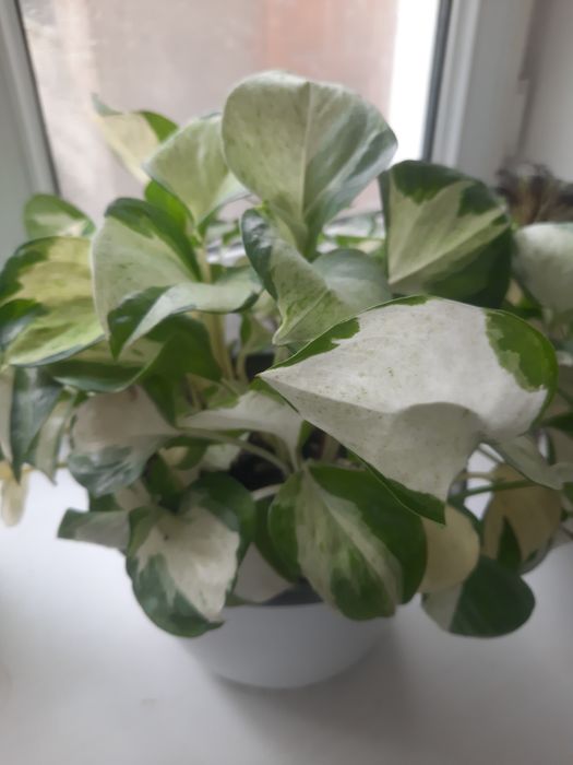 Комнатные цветы разные