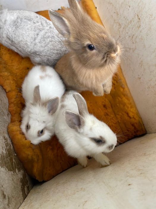 Декоротивные кролики