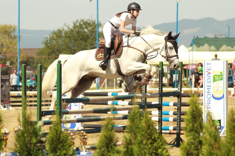 Cal de sport de vanzare!