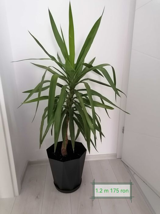 De vânzare plante de apartament