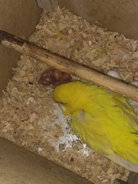 Валнысты лимон сотилади козлари кизил