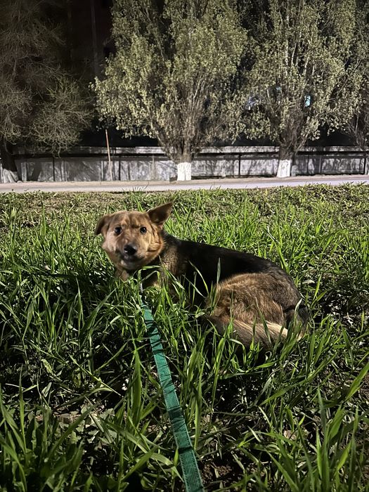 !!!Ищем заботливого хозяина