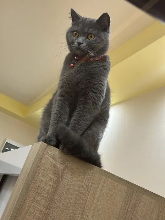 Две женски котенца Британска късокосместа котка