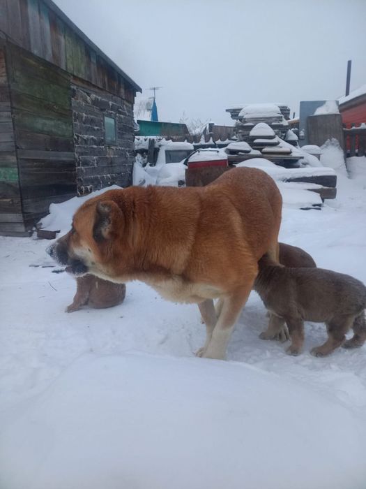 Продам щенков ,,Алабай,,,