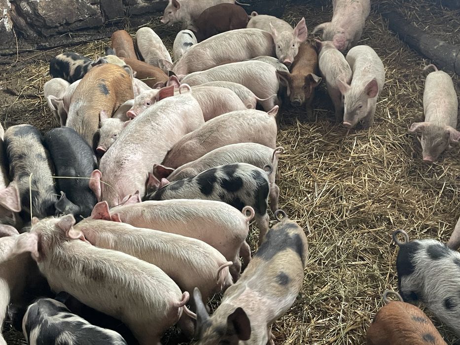 Animale de vanzare