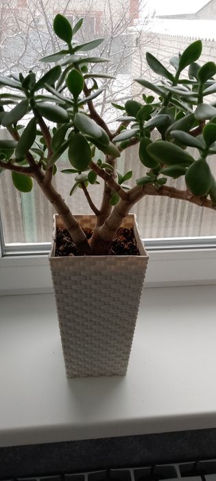 Комнатные растения