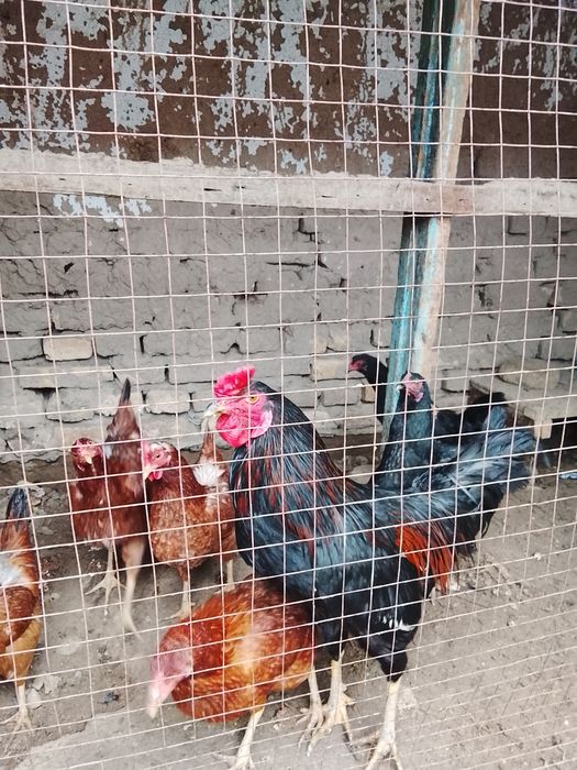 Хўроз сатилади дамашне