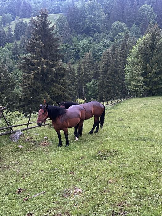 Iapa doi ani de vânzare