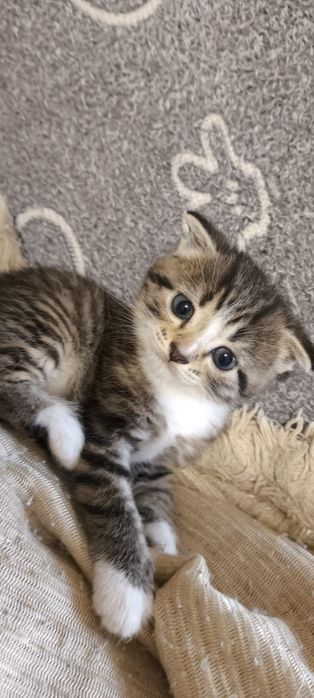 Продам котят вислоушки