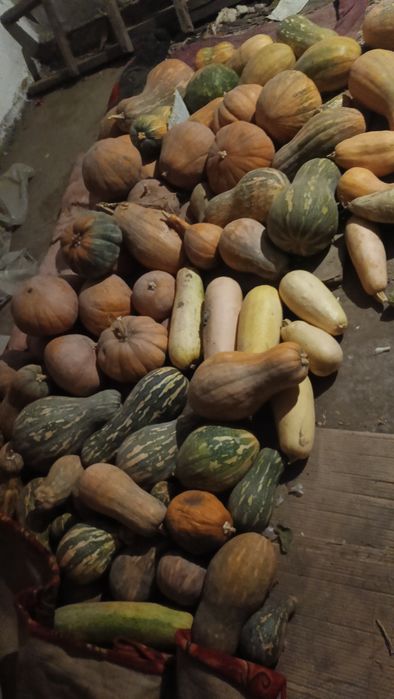 Продам тыкву домашнюю со своего огорода
