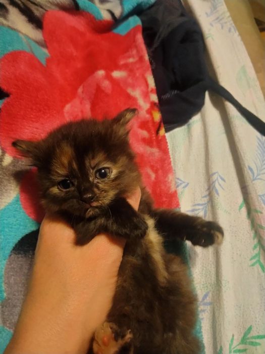 Котята в добрые руки даром