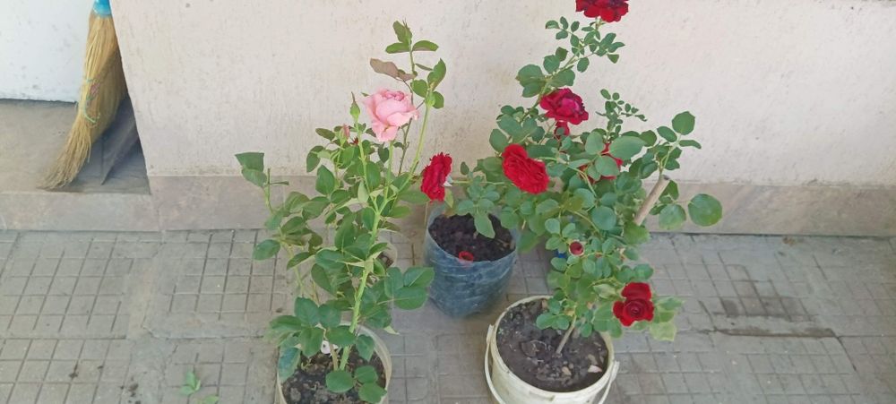 Продавам рози,алое,салвия,евонимус,чашкодрян,чемшир,делосперма