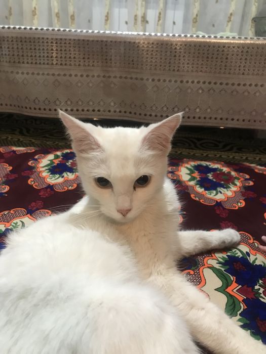 Аппак кыз пышык пародный