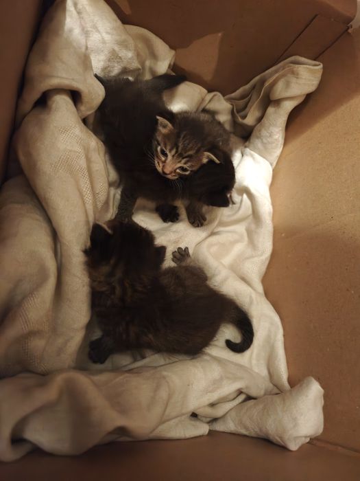 Отдам 3 котят срочно  недавно  рождённые