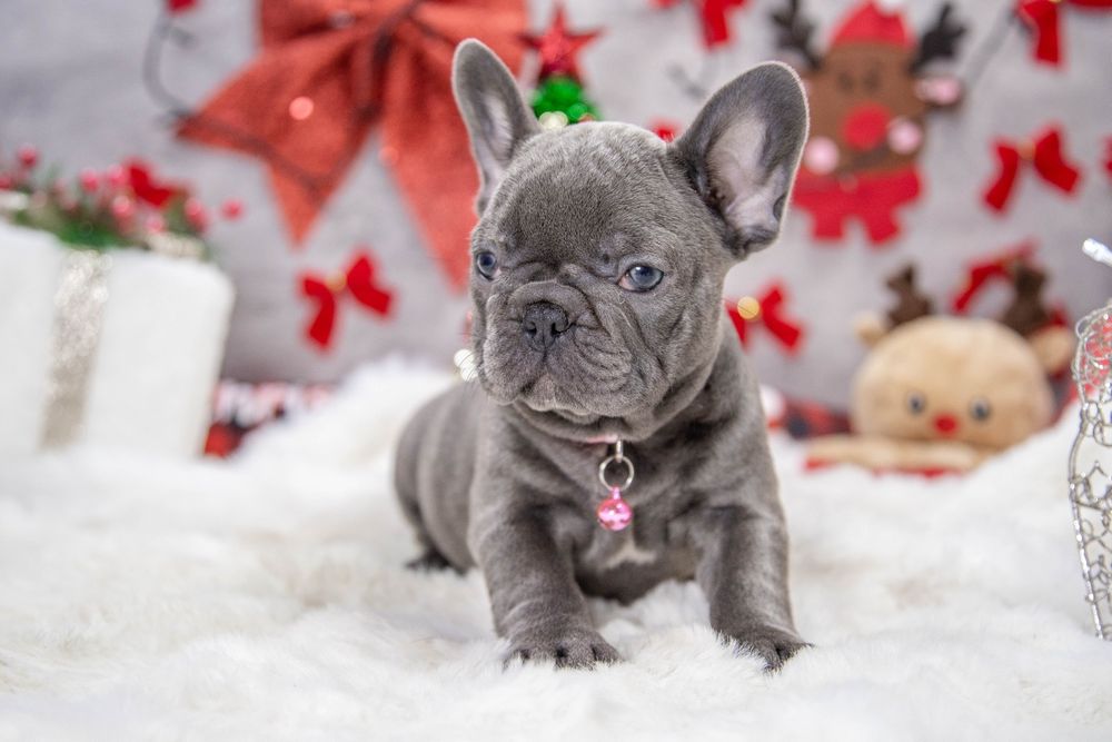 bulldog francez blue fetiță