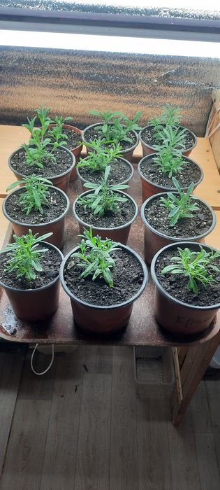 Лаванда саженцы расада сорт ELITE