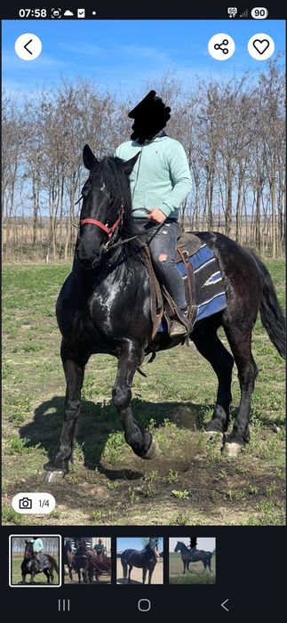 Vand cal metis de Nonius cu Frizian