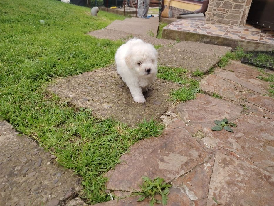 Vand catelusa Bichon