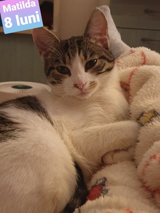 Pisici sociabile  spre adopție – Târgoviște