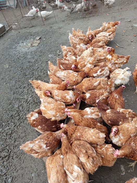Продам курей несушек