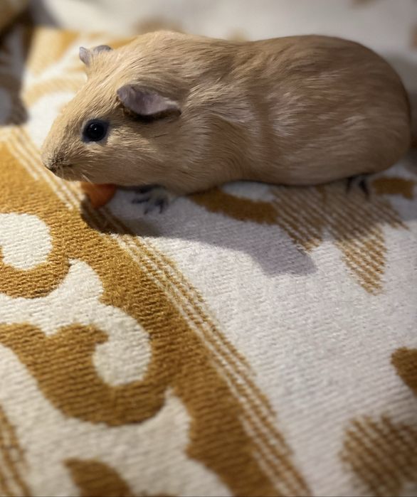 Porcușoare de guinea