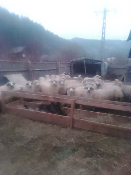 DE VANZARE - 25 de oi si un berbec