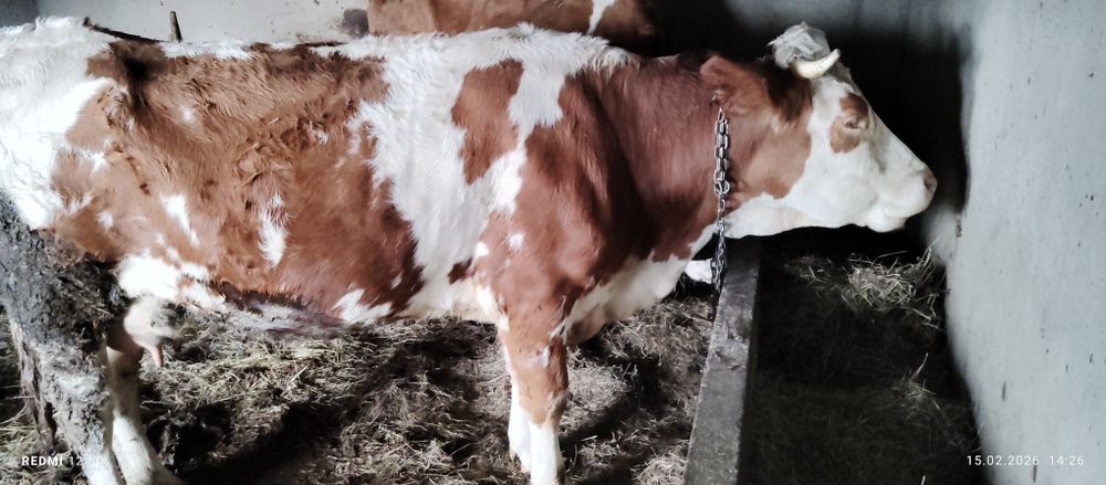 Vând vacă și vițcă