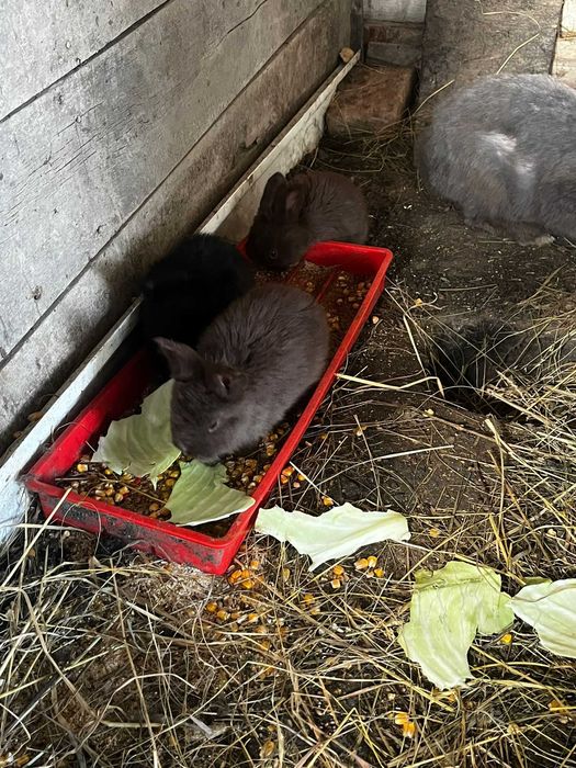 Iepurasi rasa "Berbec olandez"