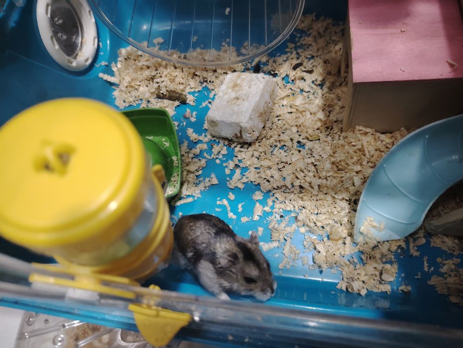 Продам хомяка, девочка