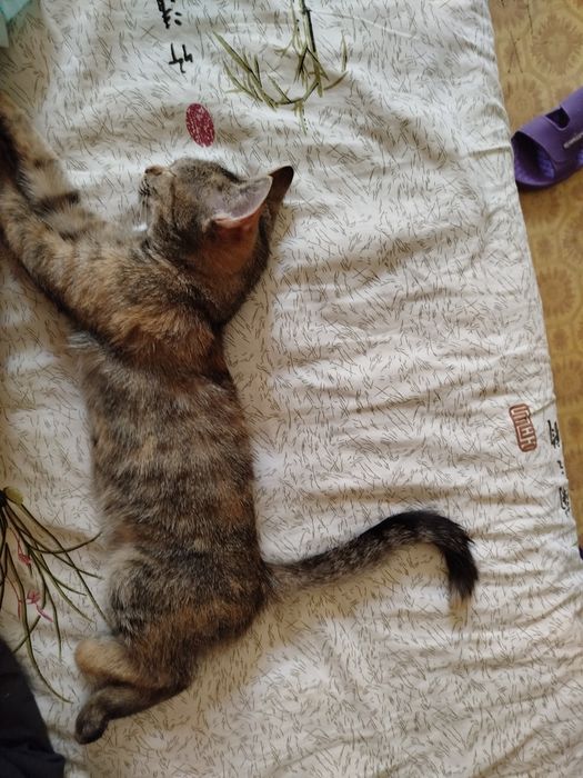 Девочку 9 месяцев отдаю с лотком