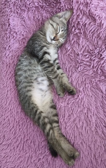 Подарим котёнка в добрые ручки.