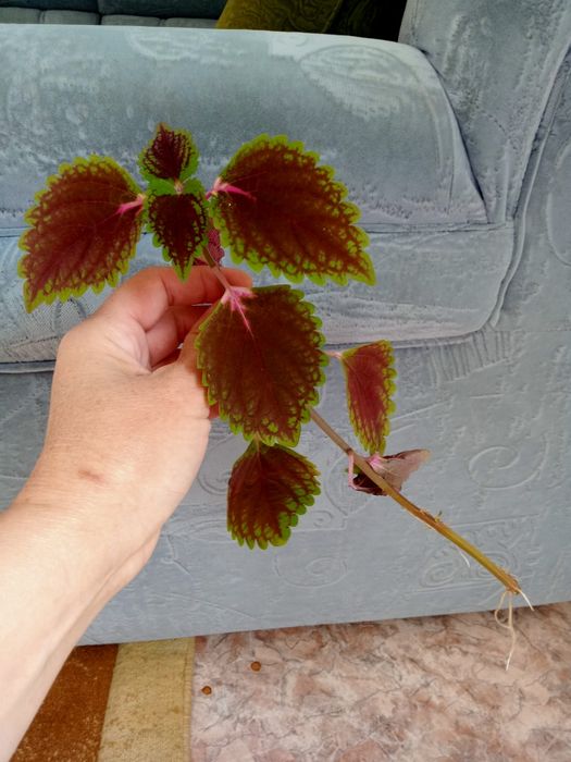 Продам колеус по 500 тенге