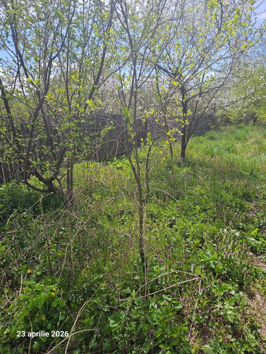 Iarba de vanzare in Pietrosani Arges si Domnesti si urzici. Pruni, meri, nuci micuti sau mari pentru plantat in gradini. Rugi de mure si zmeura.