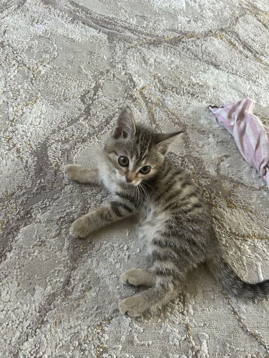 Отдам котенка девочка