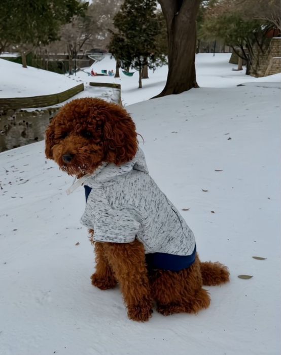 Вязка Шикарный Мальчик  Пудель