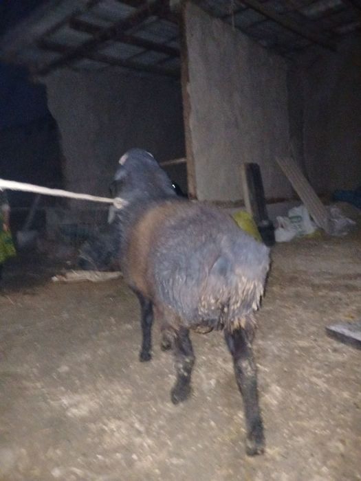 Tagal qoʻchqor barra