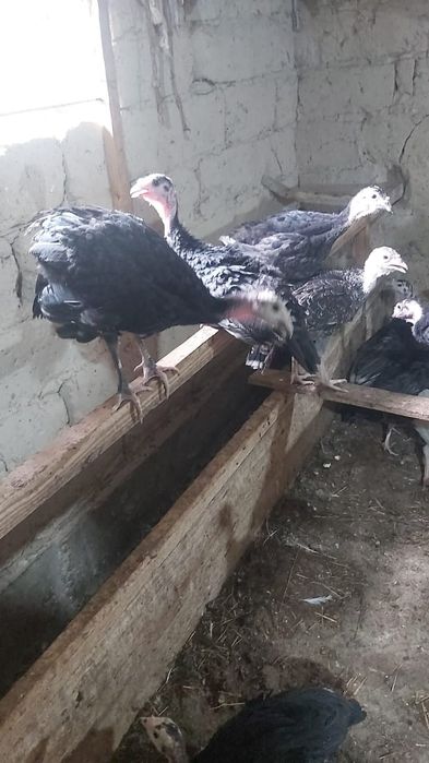 Күрке тауық шөжелері сатылады