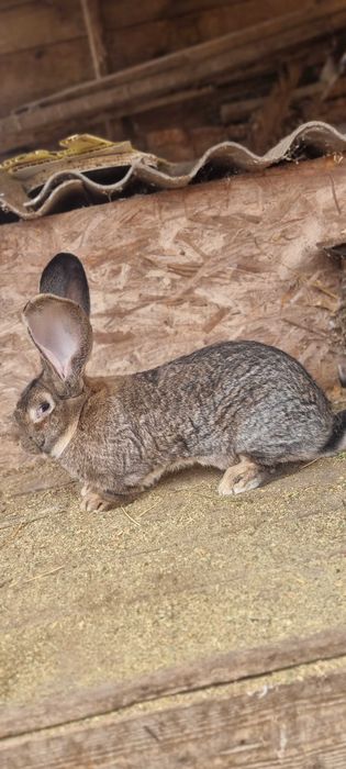 Mascul Uriaș German