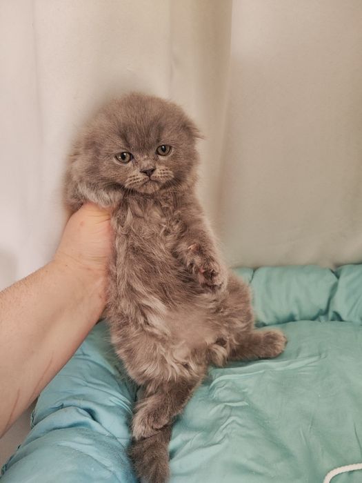 Продаются котята