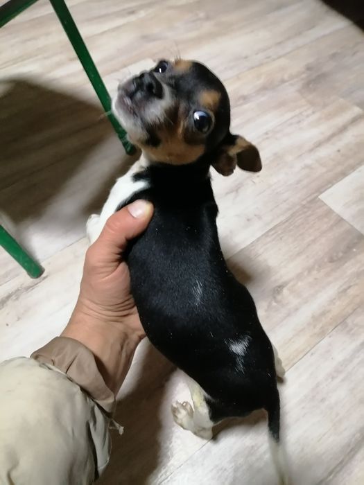 Джек Рассел терьер