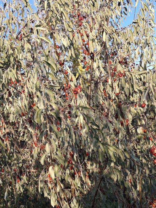 Жиде сатылады  ірі дәмді 2000тг кг.