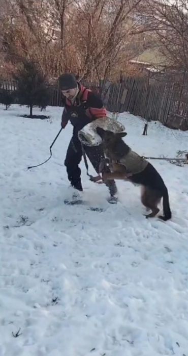 Щенки немецкой овчарки