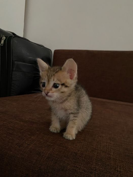 Котенок бесплатно