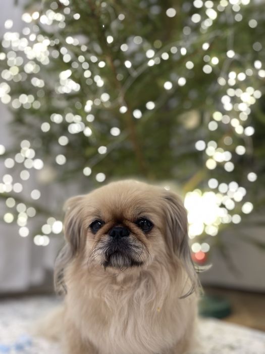 Собака «Пекинес» срочно продам