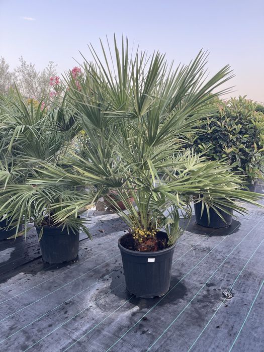 Palmier , Yucca , Maslin, Photinia Evonymus - Plante