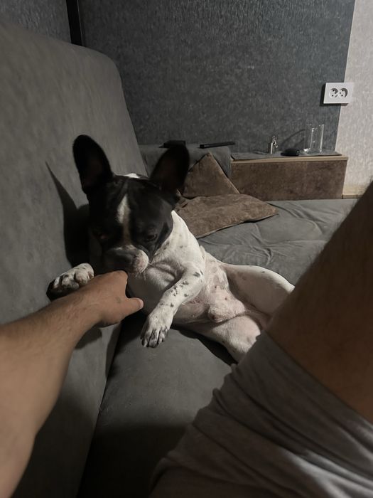 Мальчик француз ищем невесту