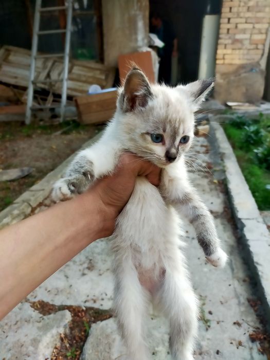 Отдадит котят в хорошие руки