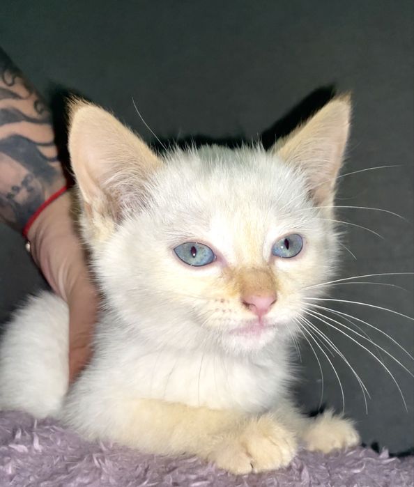 Котенок в добрые руки