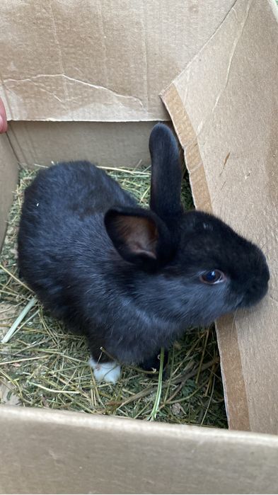 Крольчата 1,5 месяца