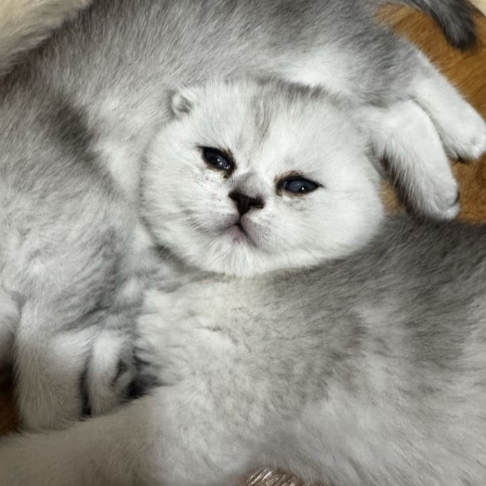 Продаются котята серебристые шиншиллы